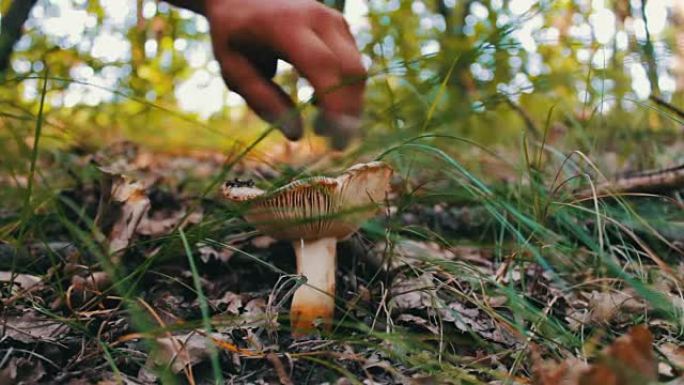男人在森林里用刀切蘑菇。雨后在草和干燥的叶子中收获蘑菇，关闭