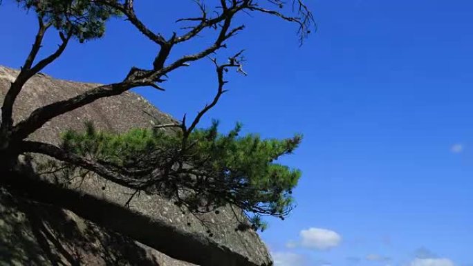 韩国庆山，万年松树在岩石上