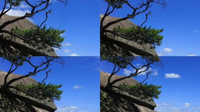 韩国庆山，万年松树在岩石上