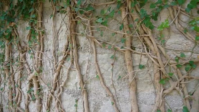 树的根长在老墙上