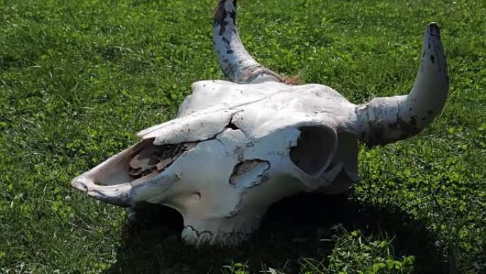 绿色草地上的牛双桨，死动物的头骨