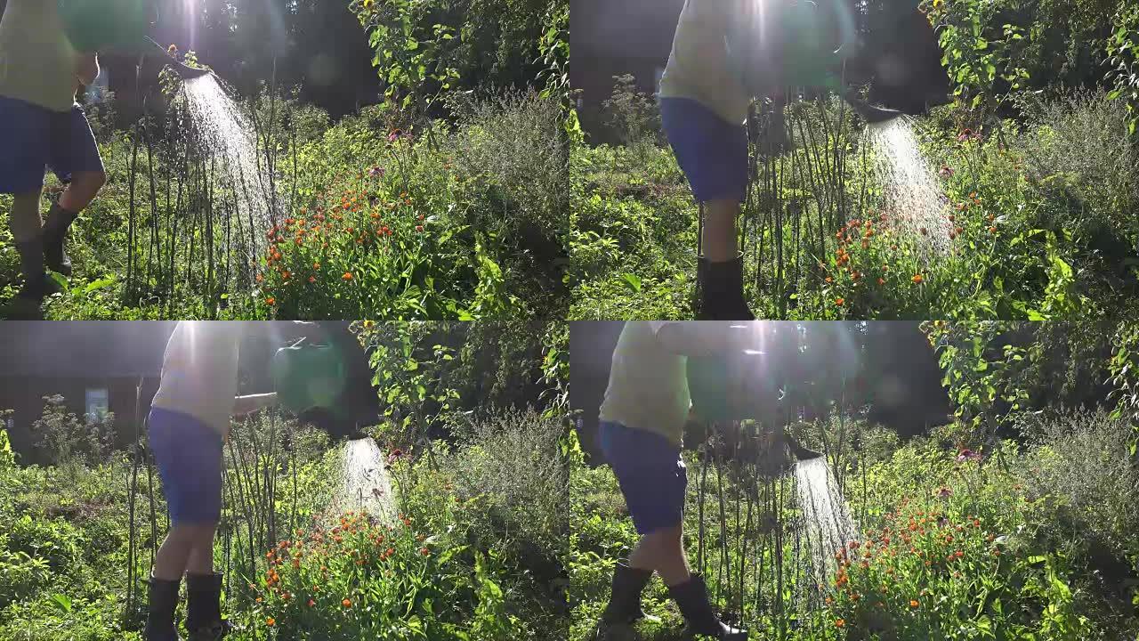 夏天晚些时候，男人在花园里浇花植物。全高清