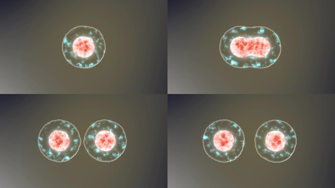 显微镜下的细胞细胞分裂动画