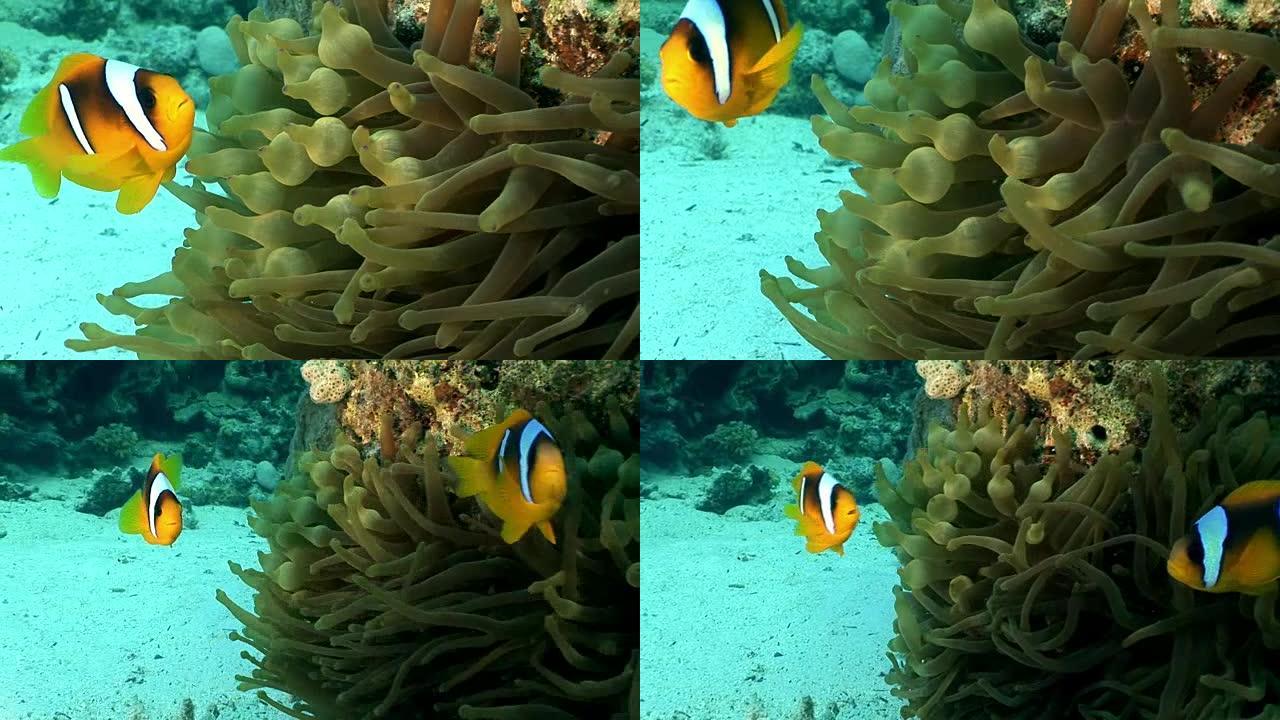 海葵Actinidae水下红海中的小丑鱼亮橙色。