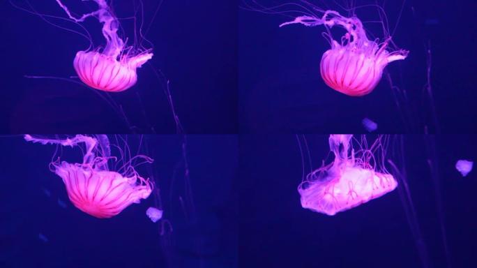 水母北海荨麻 (Chrysaora melanaster) 日本海荨麻粉红色灯在水下游泳活着