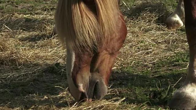 Group of horses eating hay. Horses eating hay on t