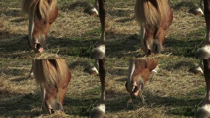 Group of horses eating hay. Horses eating hay on t