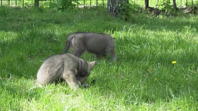 美丽有趣的萨尔洛斯猎狼犬小狗在公园的绿色草坪上玩耍素材视频