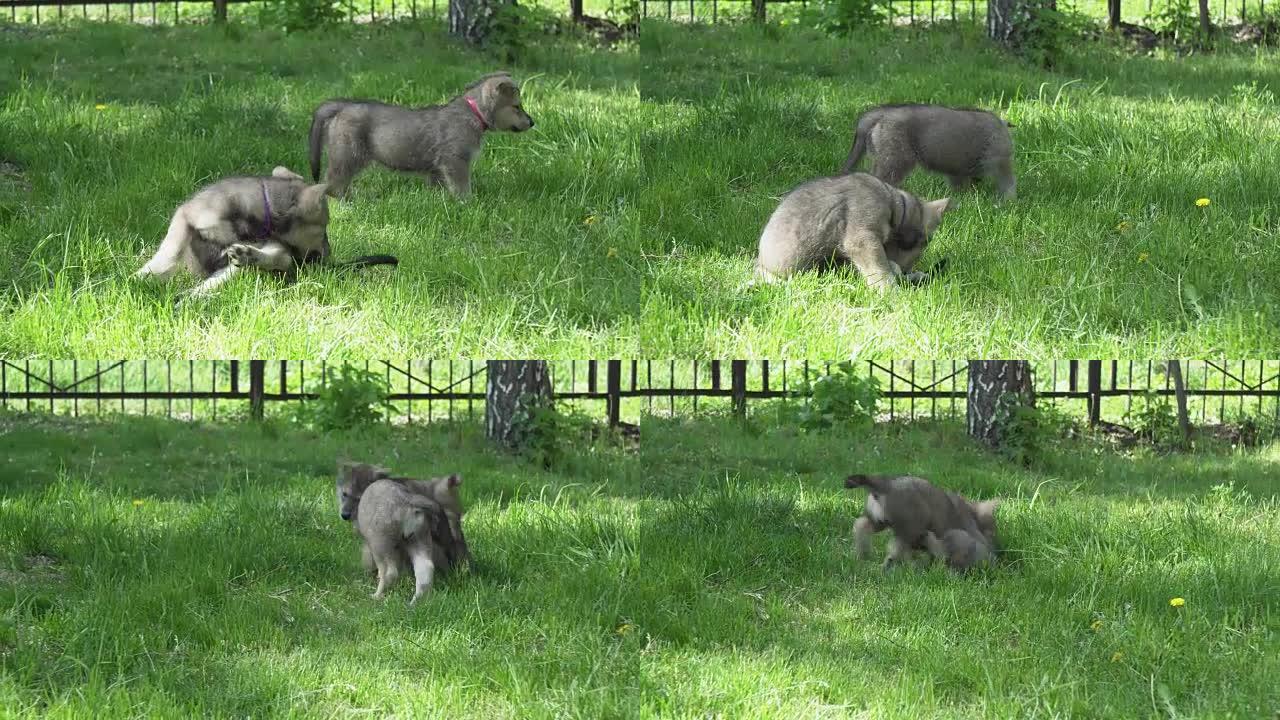 美丽有趣的萨尔洛斯猎狼犬小狗在公园的绿色草坪上玩耍素材视频