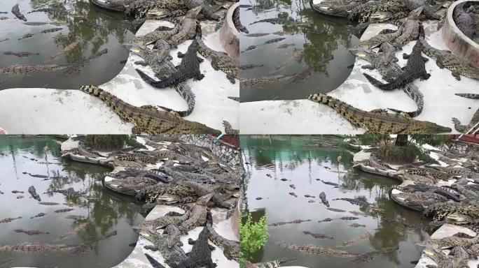 鳄鱼在农场的水泥地板上休息