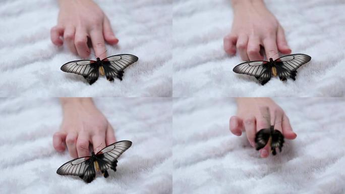把蝴蝶放在手上