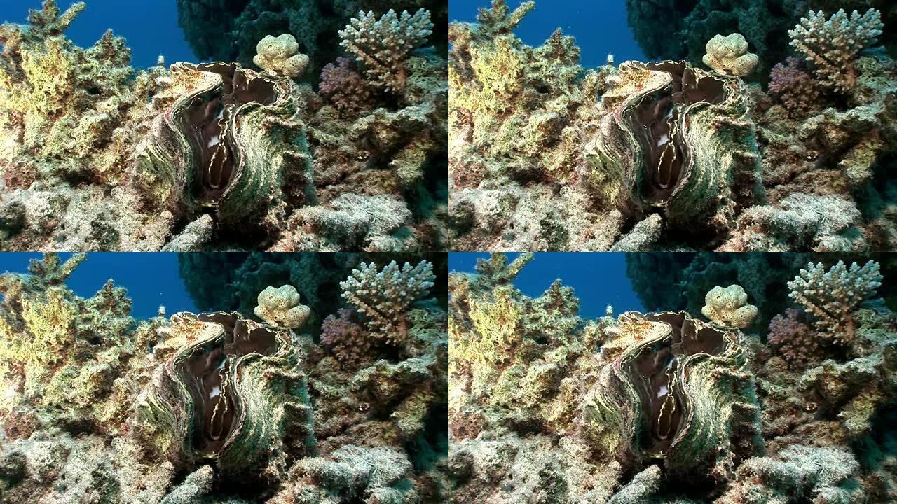 红海多层鳞甲巨蛤，地幔重。