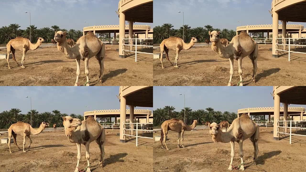 农场里的一群骆驼