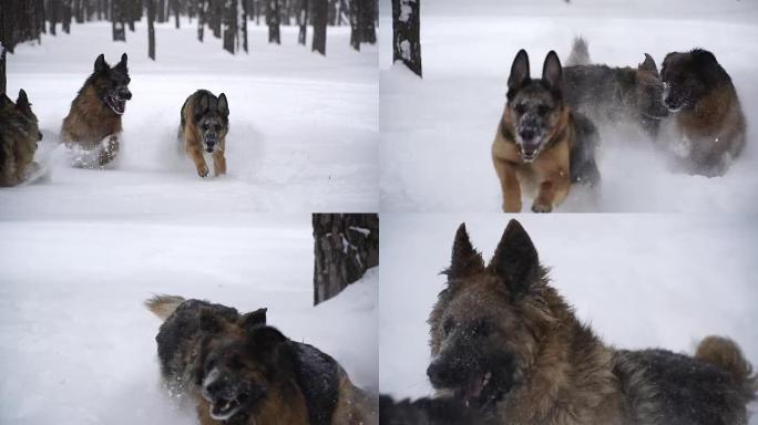 牧羊犬。牧羊犬在雪地里奔跑