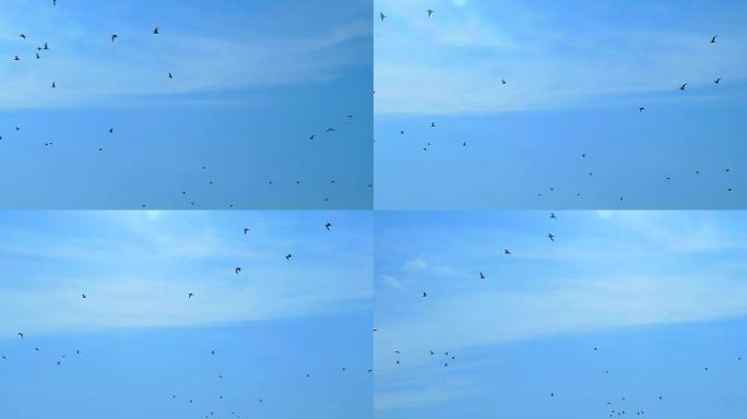 慢动作，在蓝天下飞翔一群黑鸟