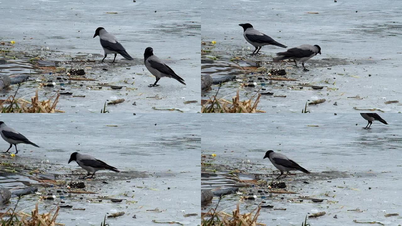 戴兜帽的乌鸦在冰冻的河流 (Corvus cornix) 的冰上寻找垃圾中的食物