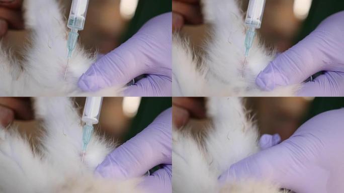 一名女兽医正在乡下给兔子接种疫苗