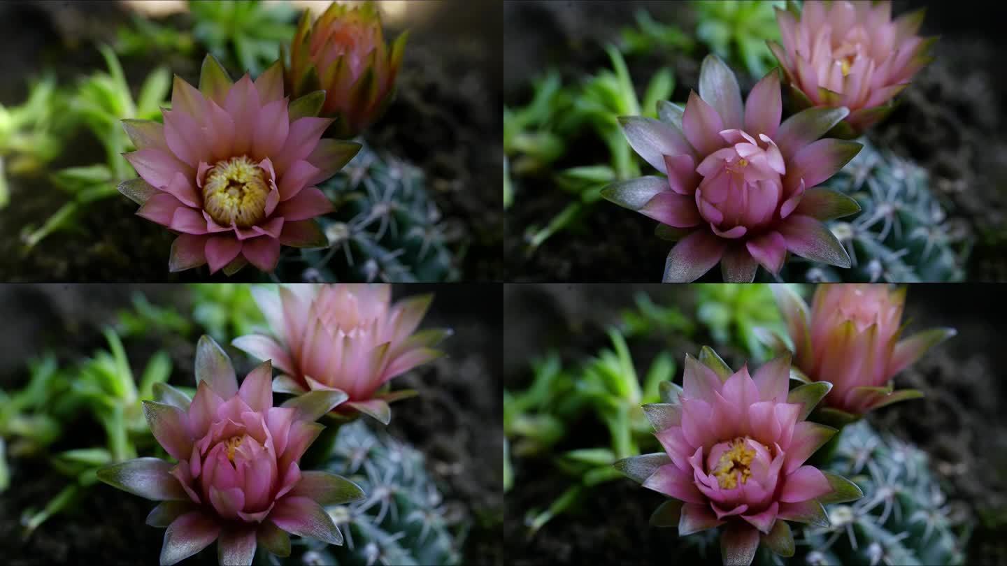 绯花玉 仙人球 多肉植物 开花 延时摄影