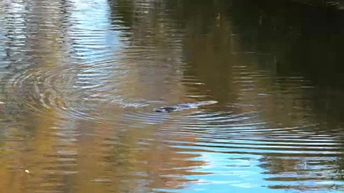鸭嘴兽在秋叶倒影的河中游泳