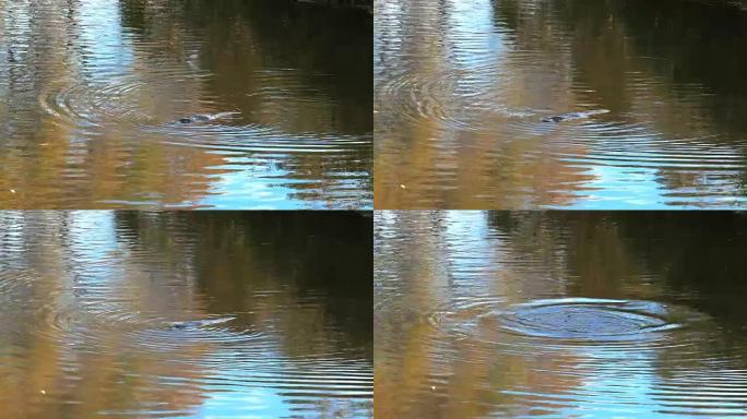 鸭嘴兽在秋叶倒影的河中游泳