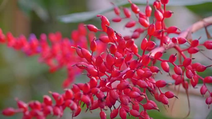 红花的红公鸡珊瑚树