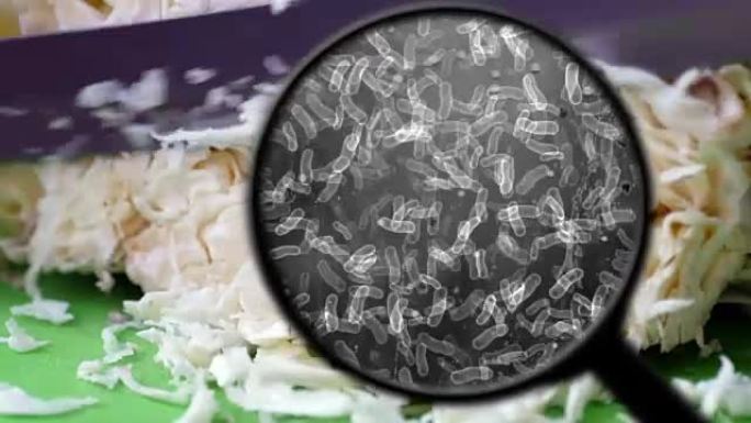 在白菜中寻找细菌