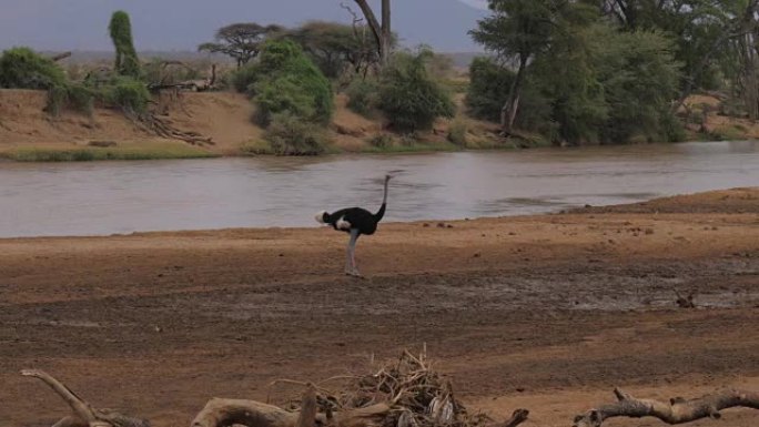 Male Ostrich On the Banks of the Muddy Brown River