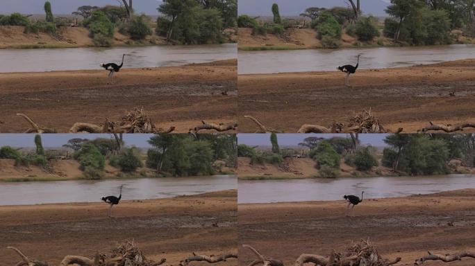 Male Ostrich On the Banks of the Muddy Brown River