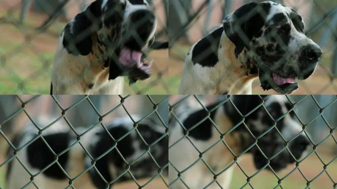 栅栏后面的狗对外来入侵者吠叫。大丹犬向相机吠叫，不喜欢4k剪辑分辨率的私人财产中入侵者的存在