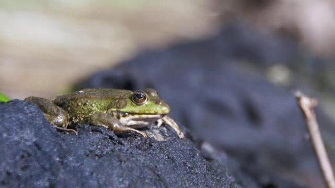 绿蛙坐在河边的岸边