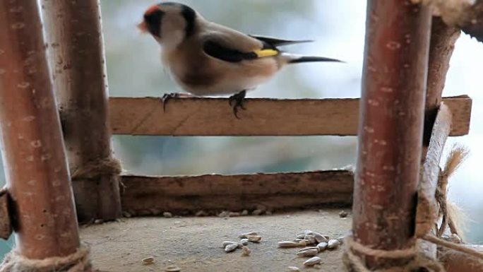 山雀在鸟屋吃