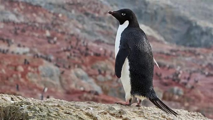 南极洲的阿德利企鹅
