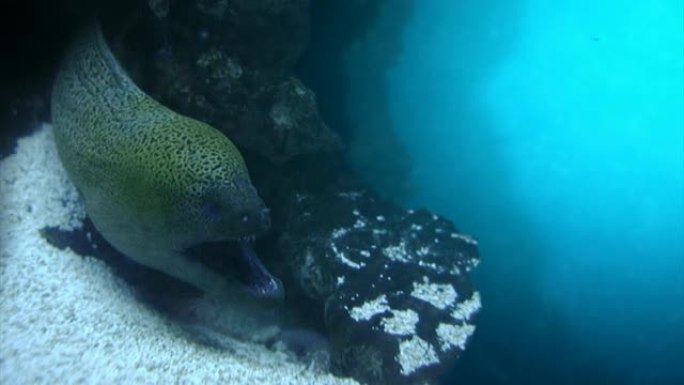 深水中的海鳗