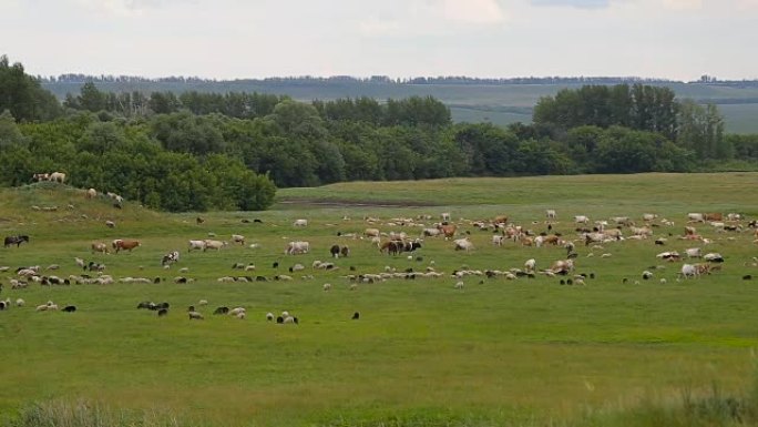 一大群动物，绵羊，牛，马，一只鸟在绿色的春天草地上