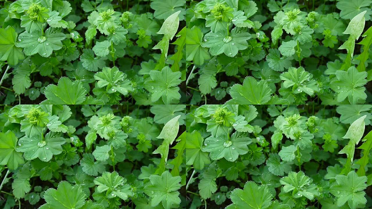 带水分的绿色Alchemilla vulgaris植物。普通ladys地幔是欧洲的多年生草本植物。特