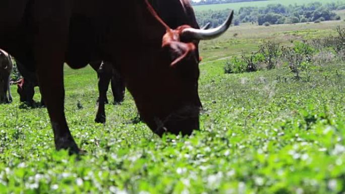 奶牛在夏季草地上吃草