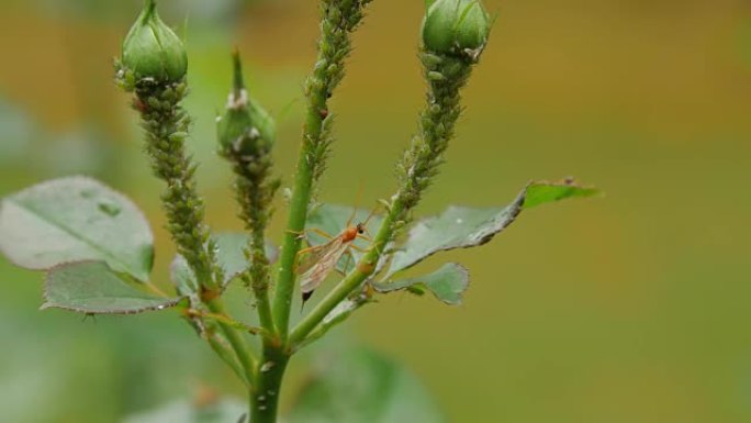 绿色蚜虫在玫瑰花蕾上吮吸汁液