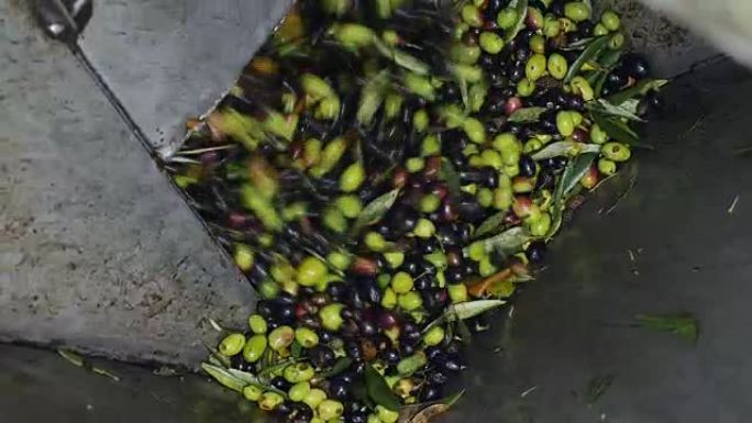 在意大利南部制造橄榄油-橄榄油厂