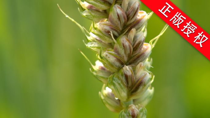 小麦麦田麦穗优质麦子农业农田丰收麦田粮食