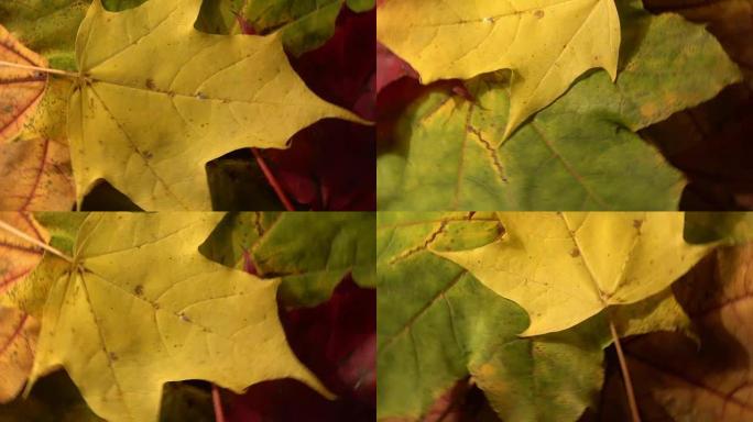 秋季秋季黄叶旋转转动背景情绪丝状慢动作，稳定，循环动画，完美的数字构图