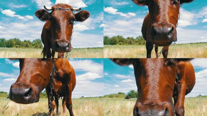 美丽的灰色奶牛在草地上吃草，闻到天空背景上的相机。慢动作