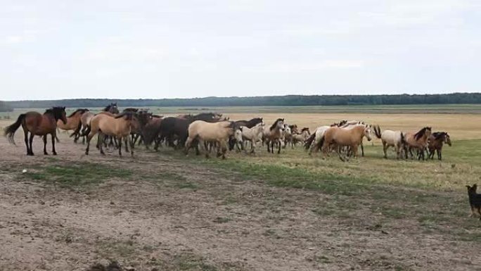 一群在田野里吃草的马