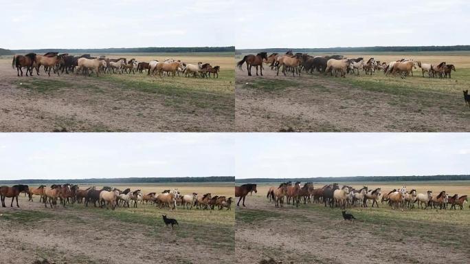 一群在田野里吃草的马