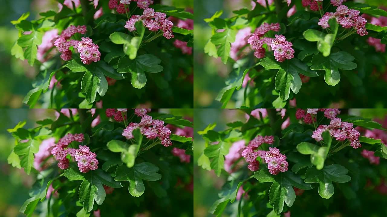 慢慢地，粉红色花朵的灌木在风中摇摆