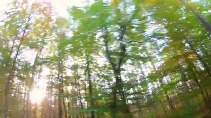 山毛榉森林，视频效果，艺术，Fahraufnahme，山毛榉森林，fagus，Buchenwald，