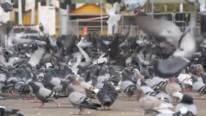 巨大的鸽子群在城市公园户外吃面包。慢动作