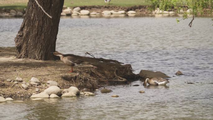 两只水鸭情意缠绵的在水中岸上悠闲野鸭飞翔