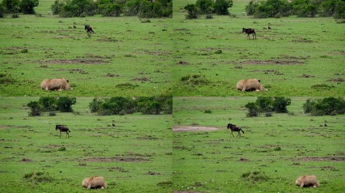 非洲狮子，豹狮子座，女性狩猎怀尔德贝斯特，肯尼亚马赛马拉公园，实时4K