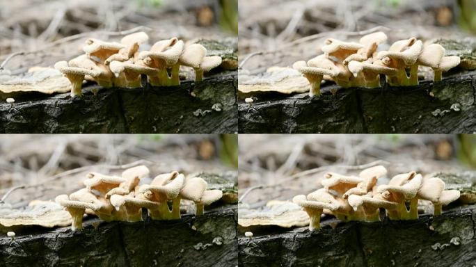 蘑菇生长在欧洲森林的树桩上