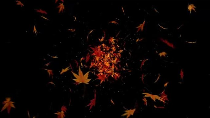 秋叶落在黑色背景上，枫叶，循环闪光动画，